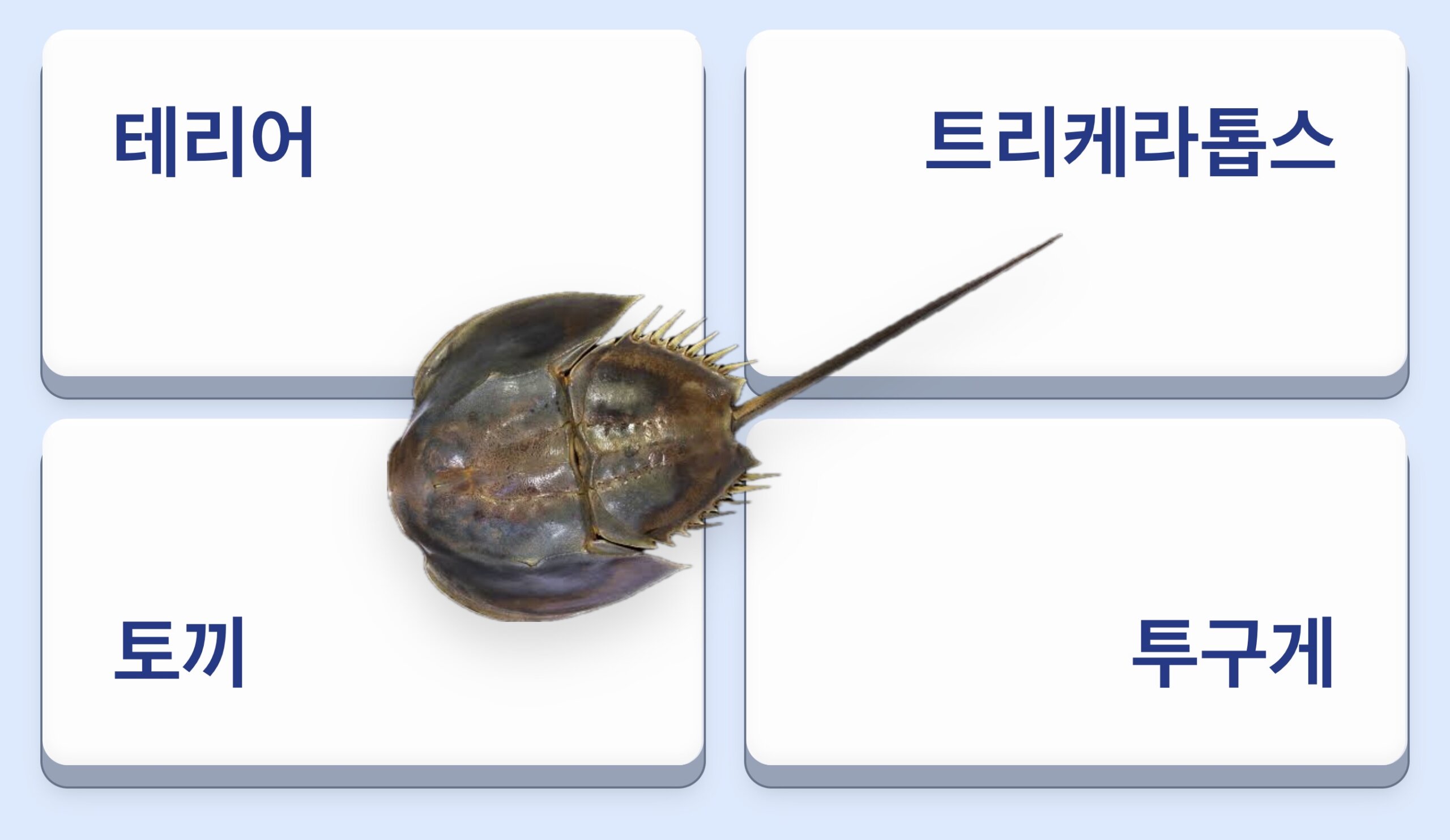 ㅌ 동물 ㅣ 보기 4개